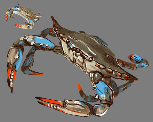 Blue crab color study