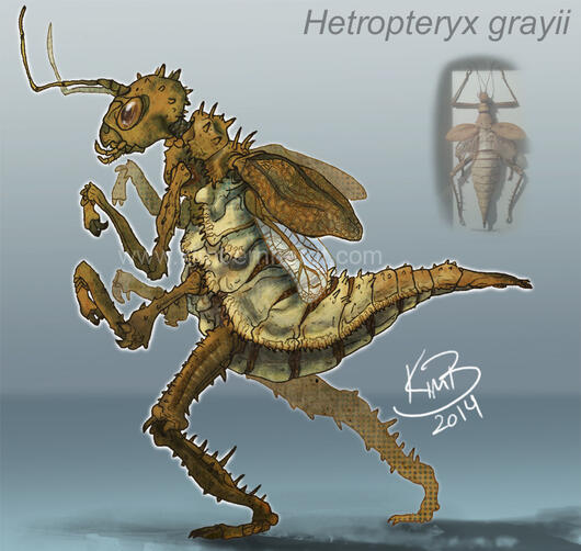 Hetropteryx grayii